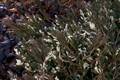 Juniperus horizontalis Andora Variegata IMG_8716 Jałowiec płożący